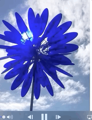 blue windflower