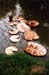lillies